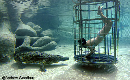 nile crocodile and swimmer going face to face copyright Andrew Woodburn